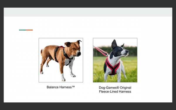 Выбор шлейки Фото выбор шлейки для собак