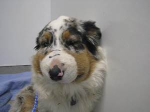 Анафилактический шок у собак Фото