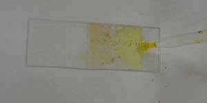 Анализ кала у собак Фото