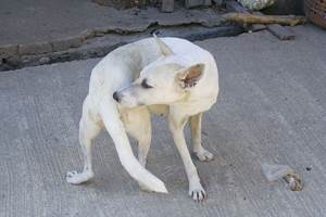 Анальный фурункулёз Фото