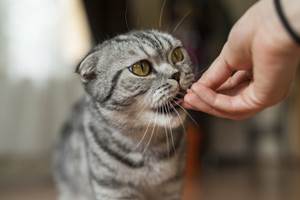 Анорексия у кошек Фото