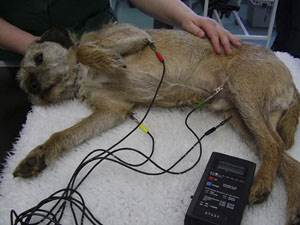 Аритмия у собак Фото