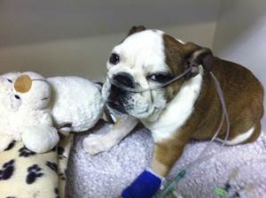 Аспирационная пневмония у собак Фото