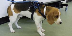 Атаксия у собак Фото