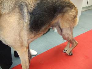 Атаксия у собак Фото