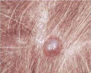 Атеромы у собак и кошек Фото