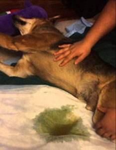 Атония мочевого пузыря у собак Фото