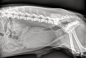 Атония мочевого пузыря у собак Фото