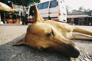 Автомобильная травма у собаки Фото