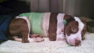 Автомобильная травма у собаки Фото