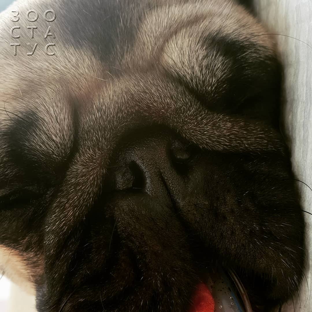 брахицефалический синдром