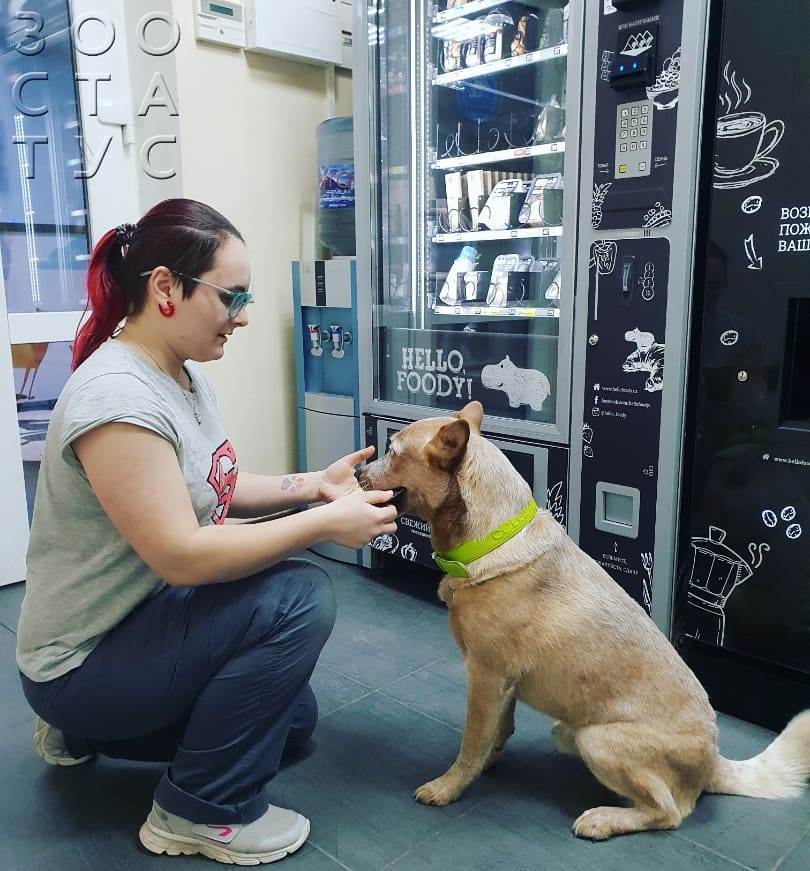 Белый кал у собак Фото белый кал у собаки