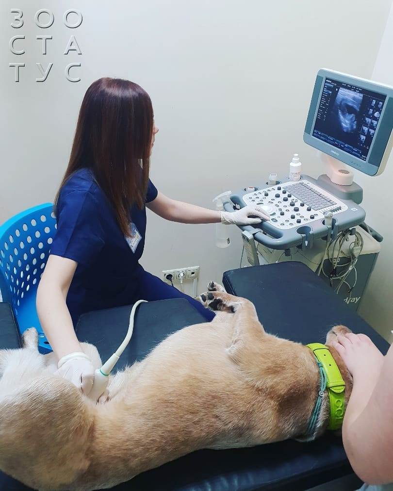 Белый кал у собак Фото белый кал у собаки