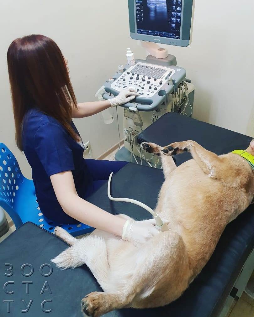 Белый кал у собак Фото белый кал у собаки