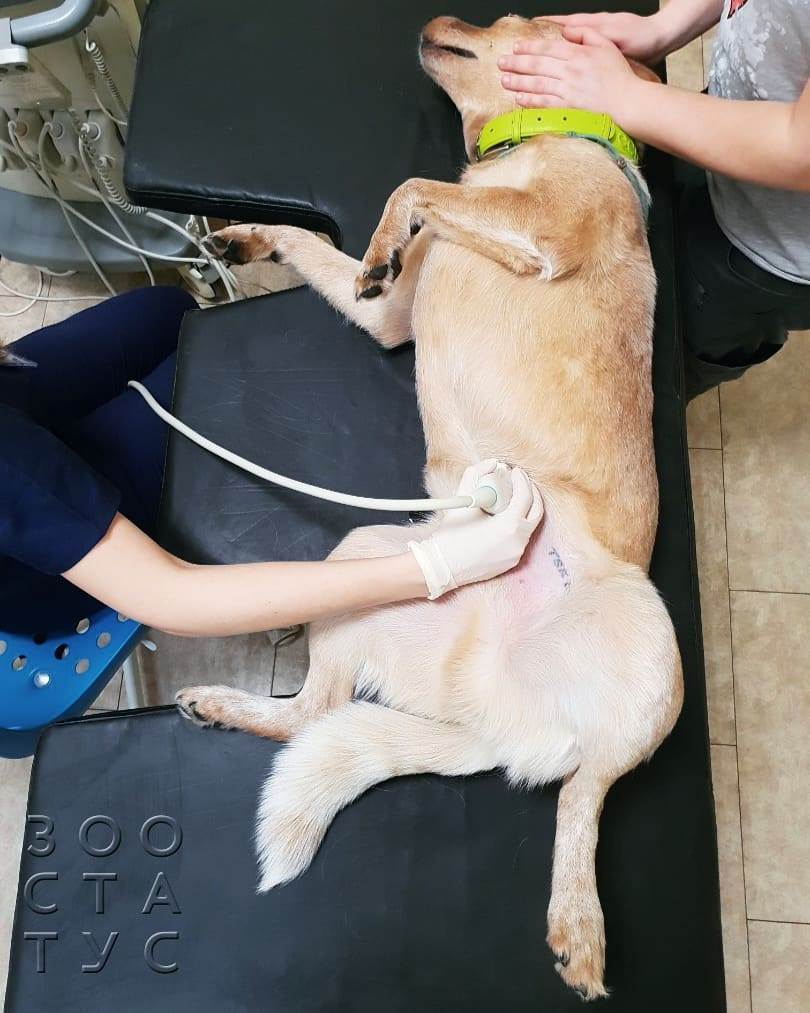 Белый кал у собак Фото белый кал у собаки