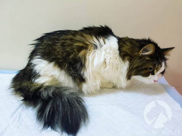 Все о бешенстве Фото бешенство у домашних животных