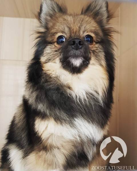 Все о бешенстве Фото бешенство у домашних животных