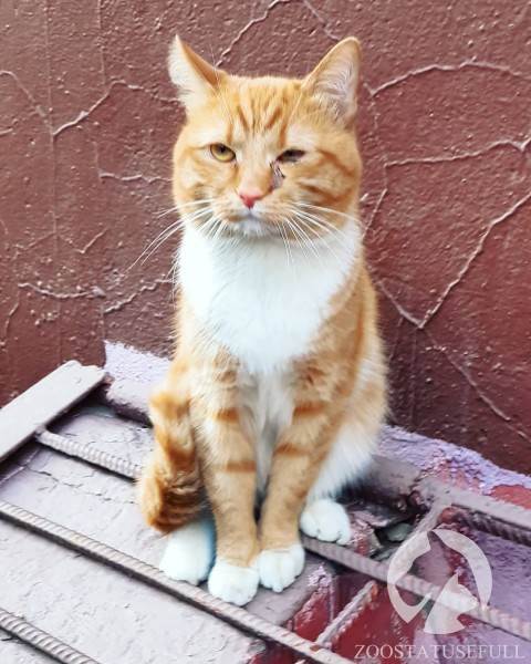 Все о бешенстве Фото бешенство у домашних животных