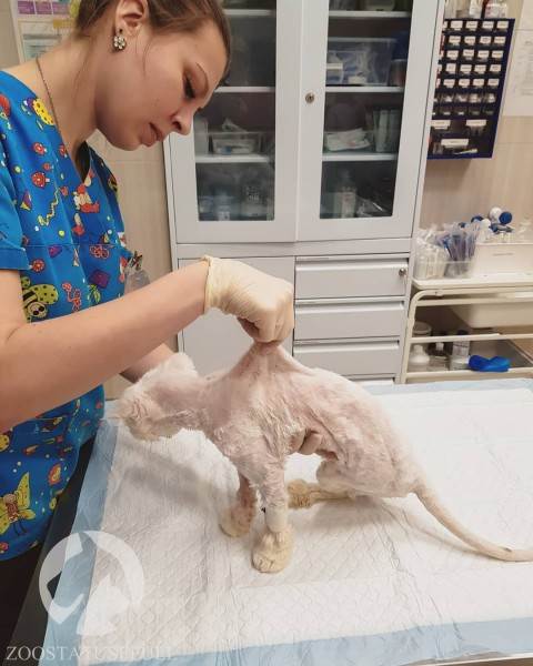 Все о бешенстве Фото бешенство у домашних животных