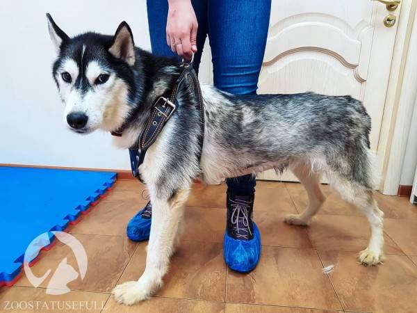 Все о бешенстве Фото бешенство у домашних животных