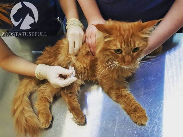 Все о бешенстве Фото бешенство у домашних животных