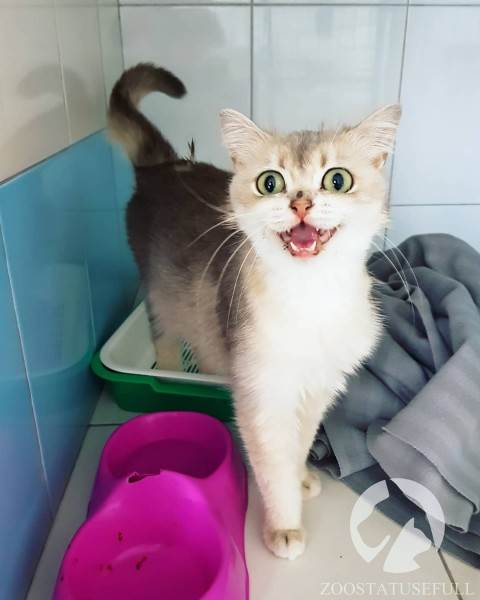 Все о бешенстве Фото бешенство у домашних животных