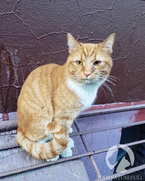 Все о бешенстве Фото бешенство у домашних животных