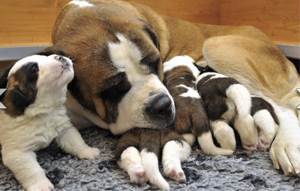 Бесплодие у собак и кошек
Фото