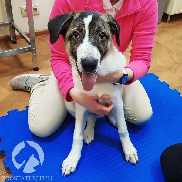 Что делать, если подобрали бездомное животное Фото что делать если подобрали на улице щенка