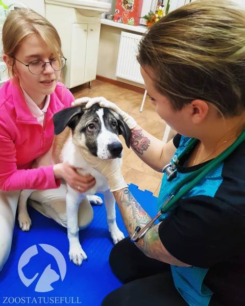 Что делать, если подобрали бездомное животное Фото что делать если подобрали на улице щенка