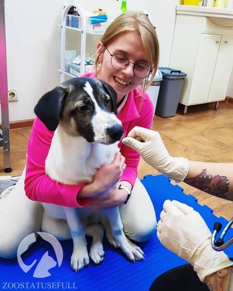 Что делать, если подобрали бездомное животное Фото что делать если подобрали на улице щенка