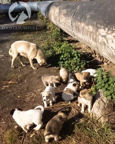 Что делать, если подобрали бездомное животное Фото что делать если подобрали на улице щенка