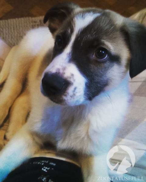 Что делать, если подобрали бездомное животное Фото что делать если подобрали на улице щенка