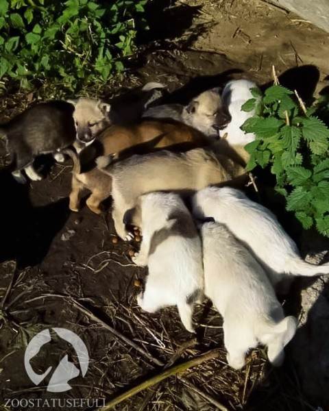 Что делать, если подобрали бездомное животное Фото что делать если подобрали на улице щенка