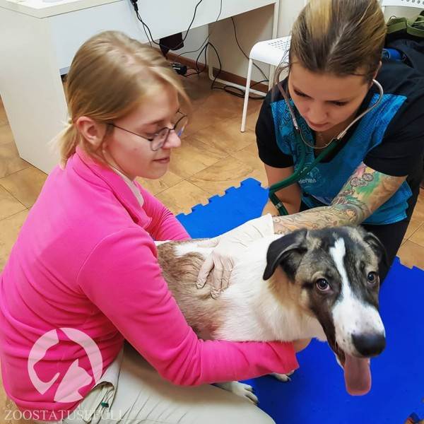 Что делать, если подобрали бездомное животное Фото что делать если подобрали на улице щенка