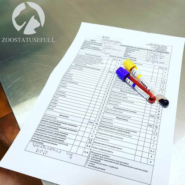 Что делать, если подобрали бездомное животное Фото что делать если подобрали на улице щенка