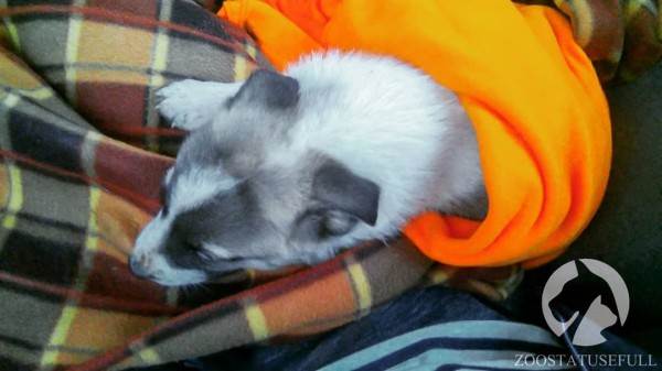 Что делать, если подобрали бездомное животное Фото что делать если подобрали на улице щенка