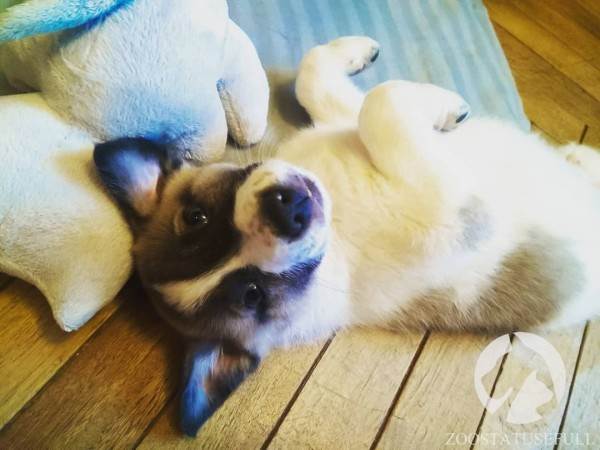 Что делать, если подобрали бездомное животное Фото что делать если подобрали на улице щенка