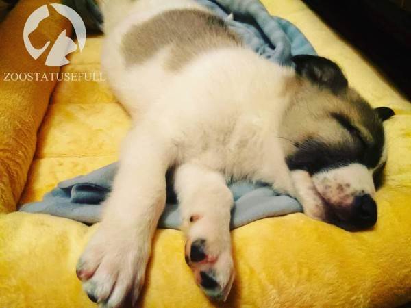 Что делать, если подобрали бездомное животное Фото что делать если подобрали на улице щенка