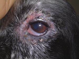 Блефарит у собак Фото