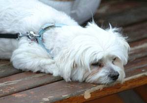 Болезнь Аддисона Фото