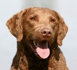 Болезнь Виллебранда у собак Фото