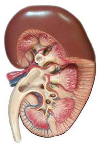 Болезни почек у собак Фото