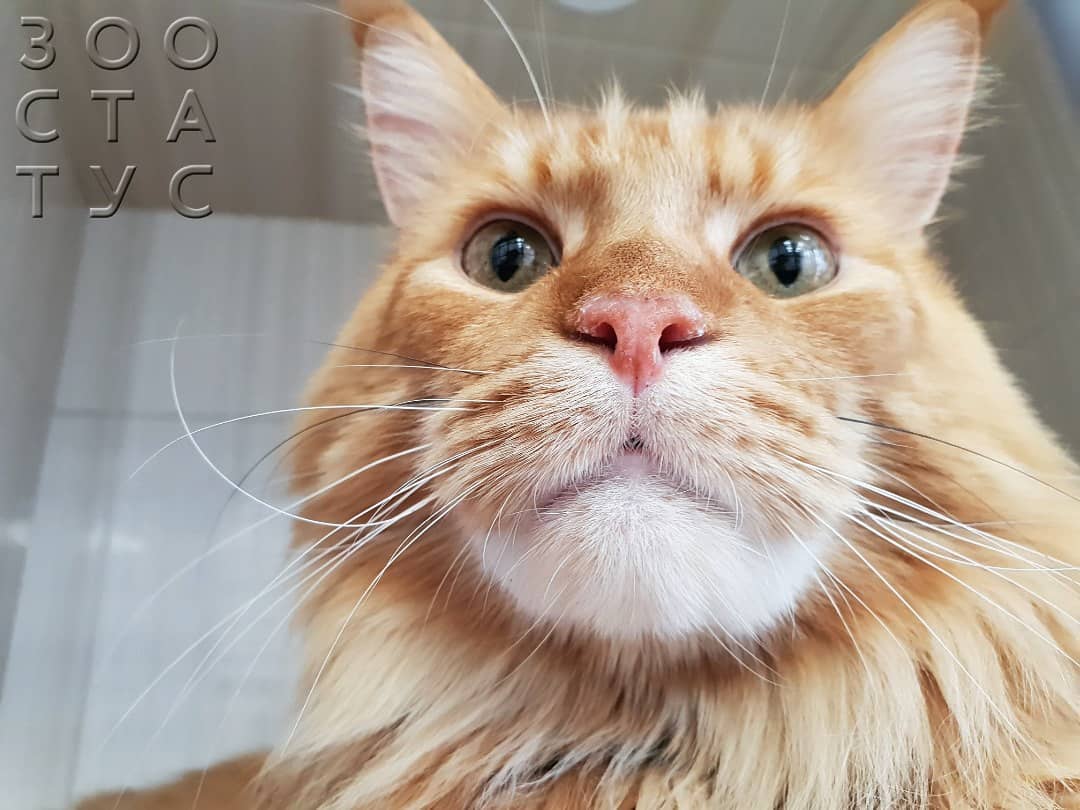 Почему у кота болит лапа
Фото болит лапа у кошки