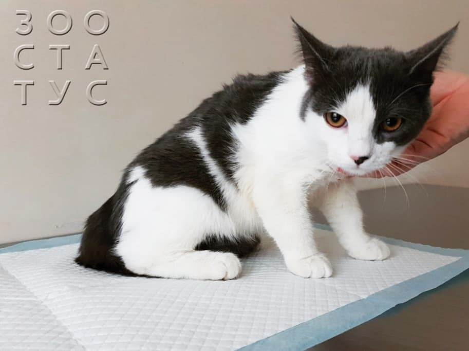 Почему у кота болит лапа
Фото болит лапа у кошки