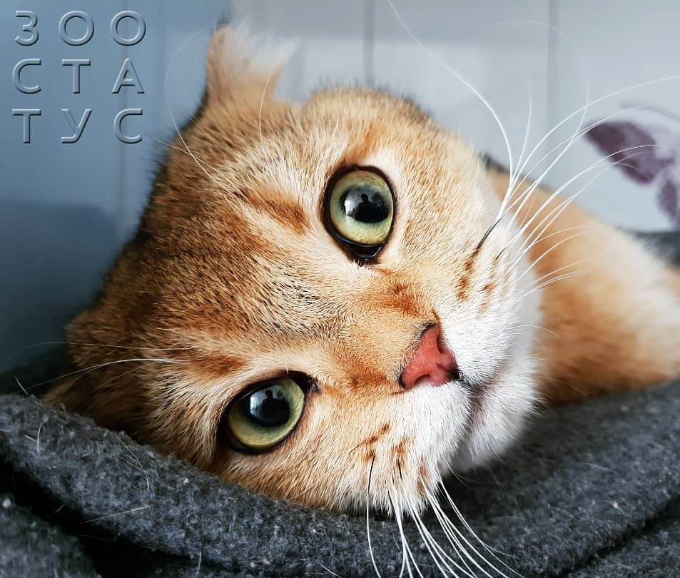 Почему у кота болит лапа
Фото болит лапа у кошки