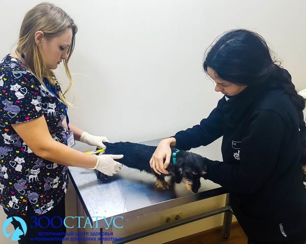 Болезнь печени у собаки
Фото болезни печени у собак