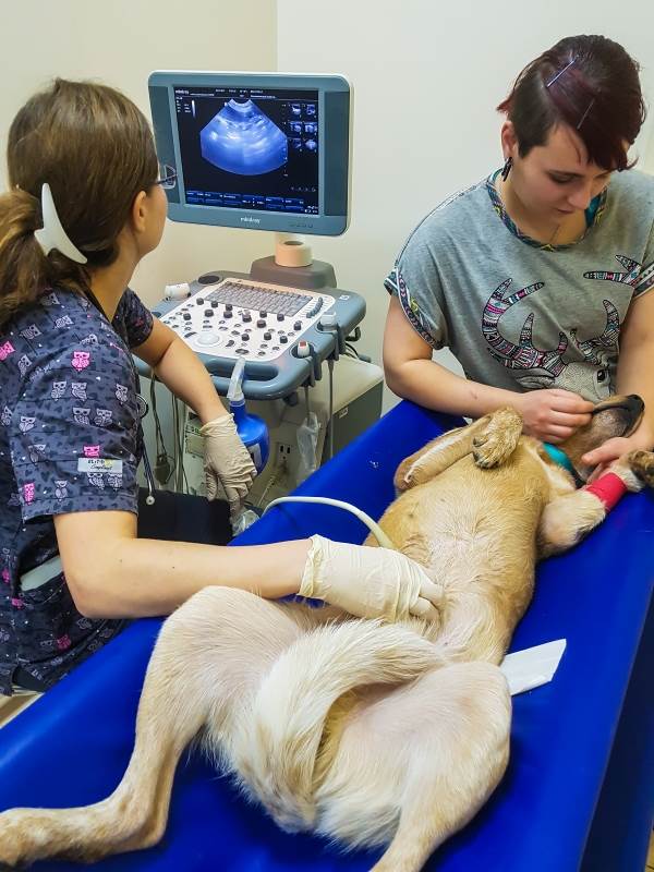 Болезнь печени у собаки - УЗИ
Фото УЗИ собаке с болезнью печени