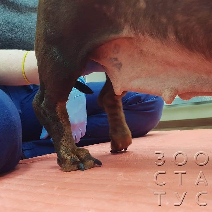 У собаки болят лапы
Фото болит лапа у собаки