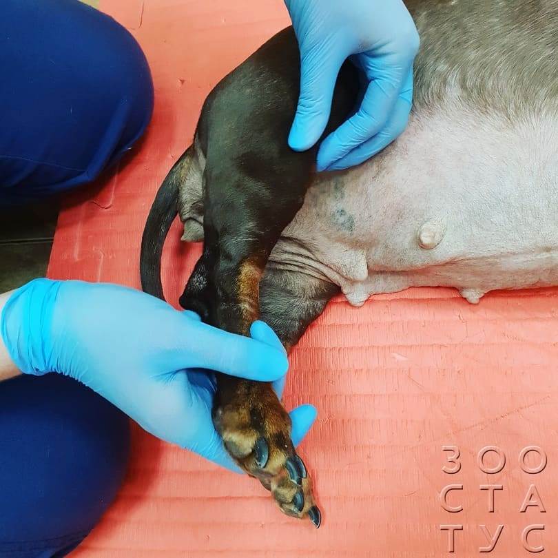 У собаки болят лапы
Фото болит лапа у собаки